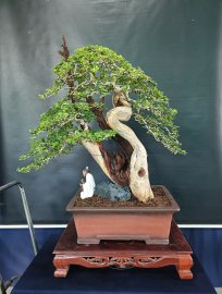 Thuốc lũa trắng ngà, cánh dán, nâu đỏ