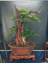 Thuốc lũa trắng ngà, cánh dán, nâu đỏ