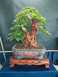 Thuốc lũa trắng ngà, cánh dán, nâu đỏ