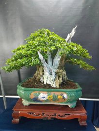 Thuốc lũa trắng ngà, cánh dán, nâu đỏ