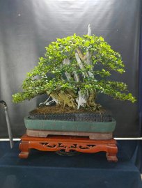 Thuốc lũa trắng ngà, cánh dán, nâu đỏ