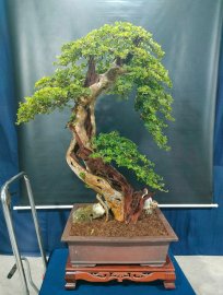 Thuốc lũa trắng ngà, cánh dán, nâu đỏ