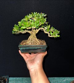 Linh sam hoa tím