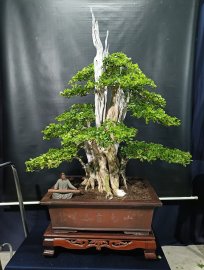 Bonsai lũa đẹp giá mềm, mời các anh chị vào xem live ủng hộ nhé!