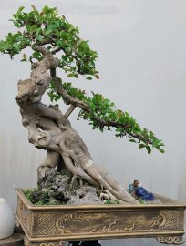 Red Ficus tree