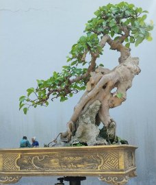 Red Ficus tree