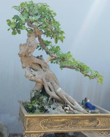 Red Ficus tree