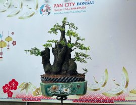Cẩm thị nhà làm
