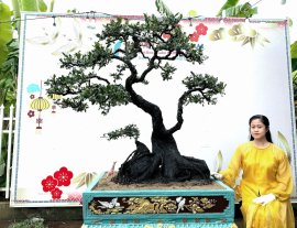Cẩm thị nhà làm
