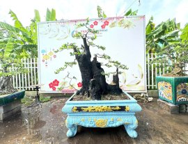 Cẩm thị nhà làm
