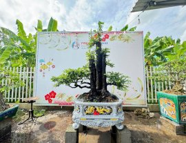 Cẩm thị nhà làm