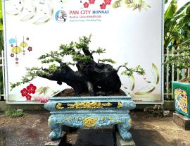 Cẩm thị nhà làm