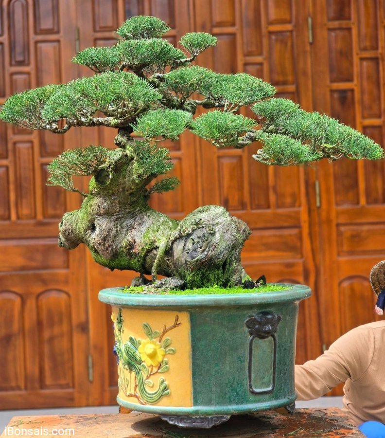 tropica bonsai Tropical Boxwood Bonsai Tree main image 1
