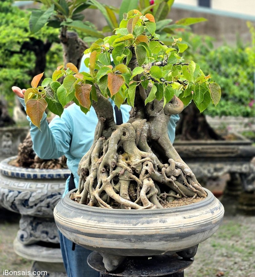 Bodhi bonsai tree in