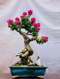 Hoa Giấy Mỹ để bàn