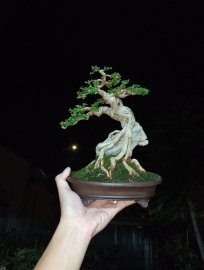 Premna bonsai tree over rock