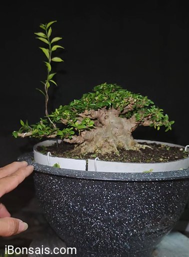 Water Jasmine sumo tree in Nha Trang Khanh Hoa