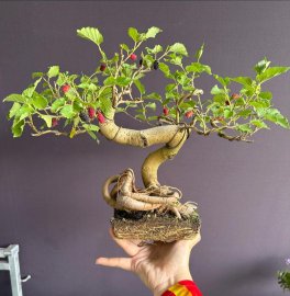 dieffenbachia plant for sale XL Potted Dieffenbachia | 80120cm