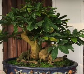 Tưới nước cho mai vào mùa khô.
