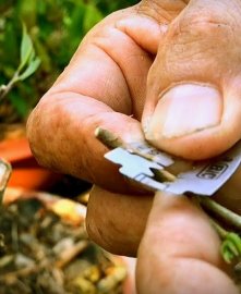 Chia sẻ tạo dáng và ghép cây mai bonsai