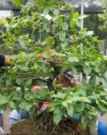 Chuyển dáng mai vàng Bonsais