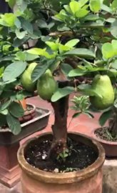 Cây ổi dáng trực