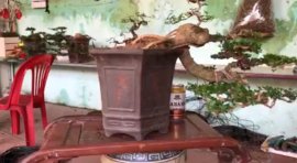 Tác phẩm cần thăng quái rất vui