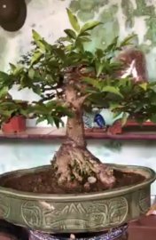 Tác phẩm mai chiếu thủy