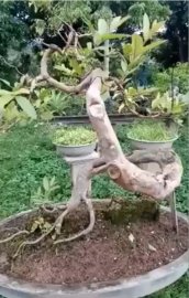 Tác phẩm ổi Long dáng