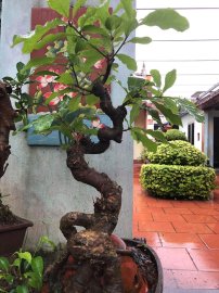 Tác phẩm lỗ vừng rất đẹp