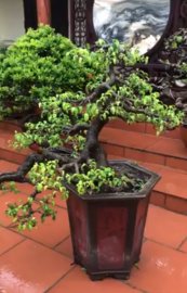 Tác phẩm sanh nam điền xịn