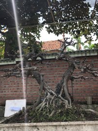 Cây đa búp đỏ dáng huynh đệ