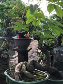 Tác phẩm cây gạo quái