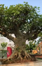Cụ sung già lùn hiếm có