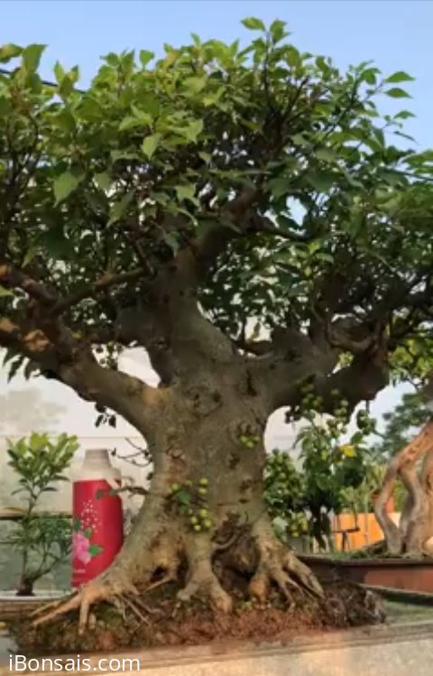 Cụ sung già lùn hiếm có