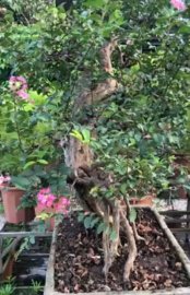 Tác phẩm tường vị già cổ quái