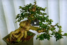 Cách uốn cây bonsai kín tàn