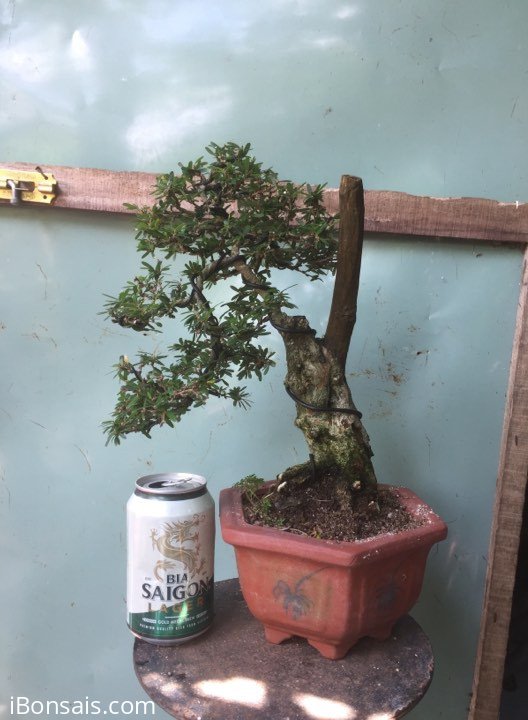 Linh sam La Hai ghép sông hinh lá nhỏ