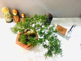 Tác phẩm Linh Sam vườn cộng đồng Bonsai