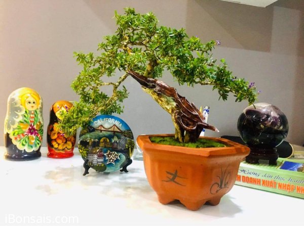 Tác phẩm Linh Sam vườn cộng đồng Bonsai