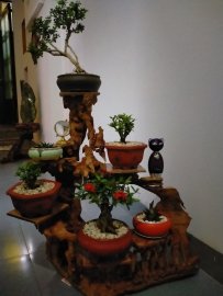 Cây trang sen đỏ vườn cộng đồng Bonsai