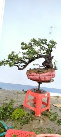 Cây cẩm thị rừng mới về