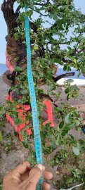 Cây cẩm thị rừng mới về