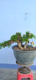 Cây san sản sống khỏe