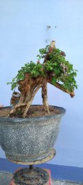 Cây san sản sống khỏe