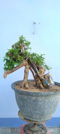 Cây san sản sống khỏe