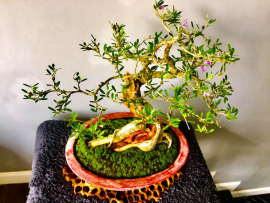 Tác phẩm Linh Sam được giao lưu về Quảng Ngãi