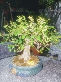 Tường vi vườn cộng đồng Bonsai