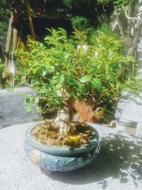 Tường vi vườn cộng đồng Bonsai
