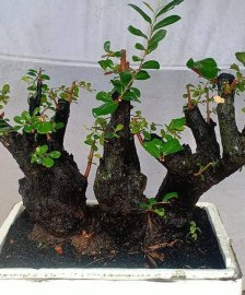 Phôi cẩm thị rừng từ vườn cộng đồng Bonsai
